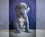 Small Photo #1 Great Dane Puppy For Sale in SALEM, NJ, USA