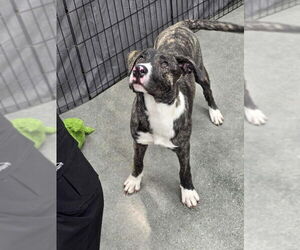 Plott Hound-Unknown Mix Dogs for adoption in Wyoming, MI, USA