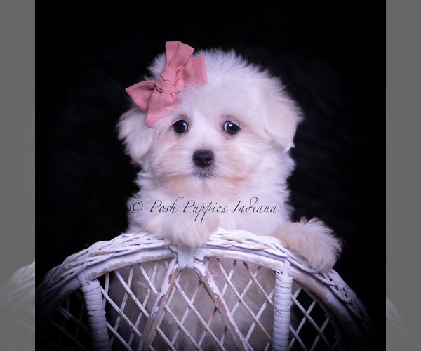 Medium Photo #6 Maltese Puppy For Sale in WARSAW, IN, USA