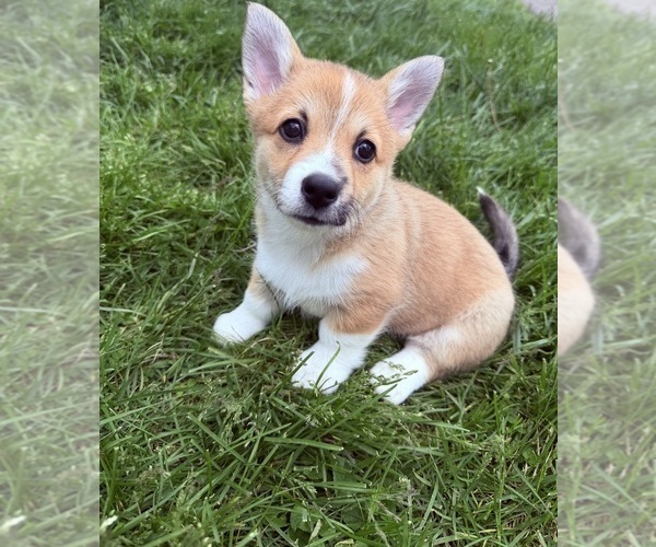 Medium Photo #1 Pembroke Welsh Corgi Puppy For Sale in MOUNT GILEAD, OH, USA