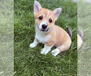 Pembroke Welsh Corgi Puppy for sale in MOUNT GILEAD, OH, USA