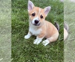Small Pembroke Welsh Corgi
