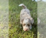 Small Photo #4 Aussiedoodle Miniature -Poodle (Miniature) Mix Puppy For Sale in GUNTERSVILLE, AL, USA