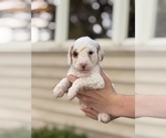Small #4 Goldendoodle (Miniature)