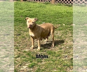 Mother of the American Pit Bull Terrier puppies born on 03/10/2023