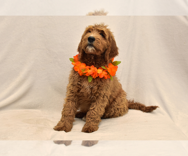 Medium Photo #7 Goldendoodle Puppy For Sale in PRESCOTT VALLEY, AZ, USA