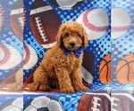 Small Photo #2 Goldendoodle Puppy For Sale in COCHRANVILLE, PA, USA