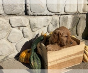 English Cream Golden Retriever Litter for sale in WEEDSPORT, NY, USA