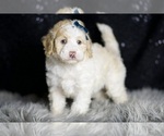 Small Photo #124 Maltipoo Puppy For Sale in WARSAW, IN, USA