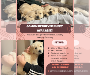 Golden Retriever Puppy for sale in CHARLOTTE, VT, USA