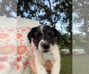 Medium Jack Russell Terrier