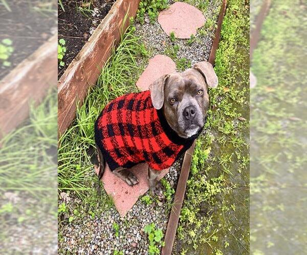 Medium Photo #1 Staffordshire Bull Terrier Puppy For Sale in Stockton, CA, USA