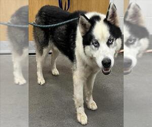 - Mix Dogs for adoption in Forestville, MD, USA