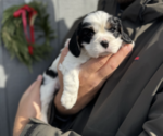Puppy Diana Cavalier King Charles Spaniel