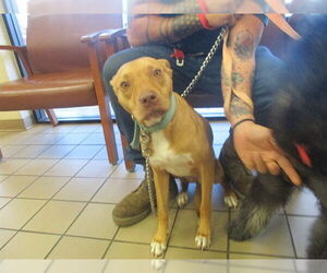 American Pit Bull Terrier-Labrador Retriever Mix Dogs for adoption in Ocala, FL, USA