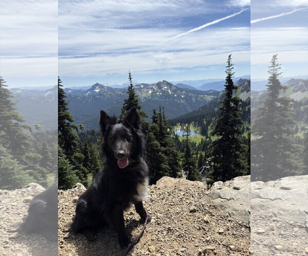 Medium Photo #2 Border Collie-Unknown Mix Puppy For Sale in Bellevue, WA, USA