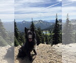 Small Photo #2 Border Collie-Unknown Mix Puppy For Sale in Bellevue, WA, USA
