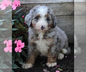 Miniature Bernedoodle Puppy for sale in FREDERICKSBURG, OH, USA