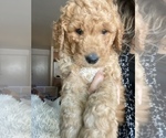 Small Photo #6 Goldendoodle Puppy For Sale in HUNTINGTON BEACH, CA, USA