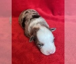 Small Photo #6 Miniature Australian Shepherd Puppy For Sale in FORT MORGAN, CO, USA