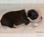 Small Photo #9 Boston Terrier Puppy For Sale in WINNSBORO, TX, USA