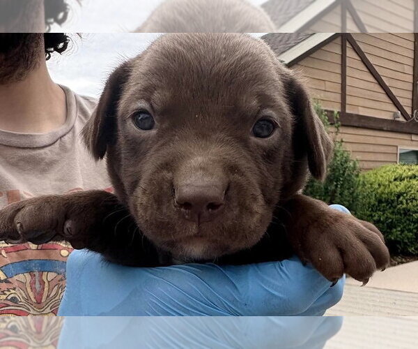Medium Photo #1 Labrador Retriever-Unknown Mix Puppy For Sale in Bolivar, MO, USA