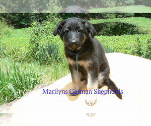 German Shepherd Dog Puppy for sale in PIEDMONT, MO, USA