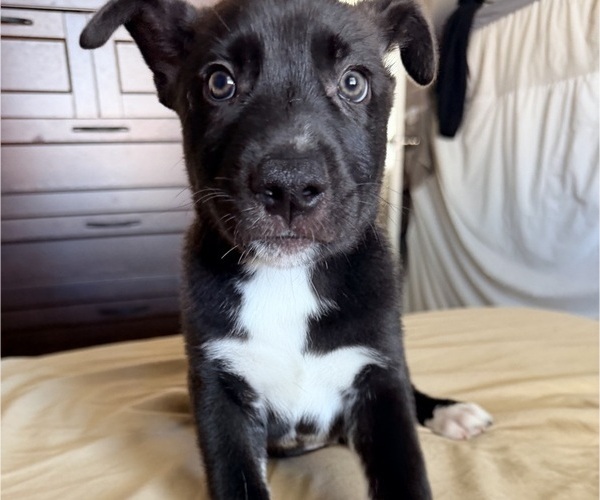 Medium Photo #4 Siberian Husky-Unknown Mix Puppy For Sale in ONTARIO, CA, USA
