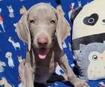 Small Photo #4 Weimaraner Puppy For Sale in NEWCASTLE, OK, USA