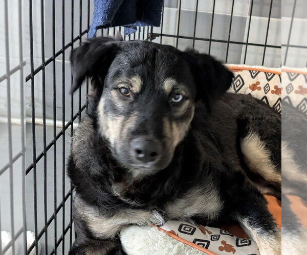 Medium Photo #1 German Shepherd Dog Puppy For Sale in Chico, CA, USA