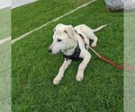 Small Photo #25 Labrador Retriever Puppy For Sale in Dana Point, CA, USA