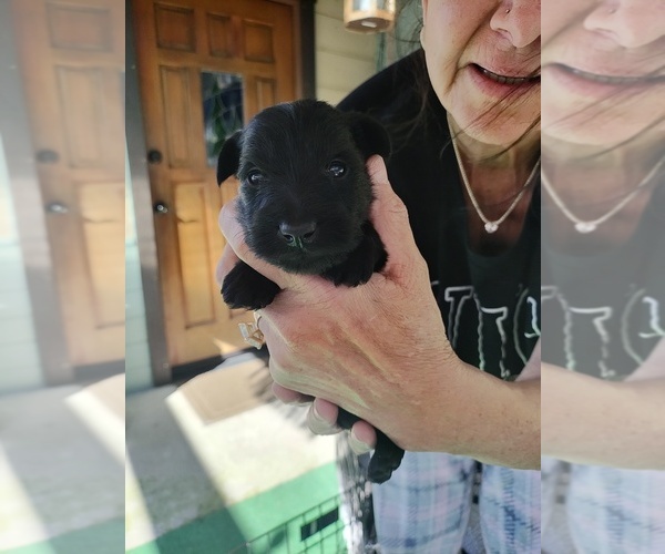 Medium Photo #1 Schnauzer (Miniature)-Scottish Terrier Mix Puppy For Sale in GRANTS PASS, OR, USA