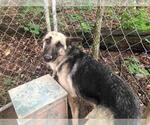 Small Photo #5 German Shepherd Dog Puppy For Sale in SPENCER, TN, USA