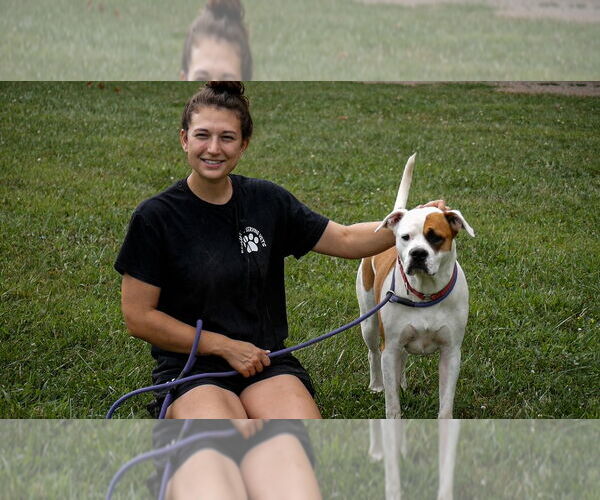 Medium Photo #8 Bullboxer Pit Puppy For Sale in Benton, PA, USA