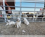 Small Photo #5 Great Pyrenees Puppy For Sale in VERONA, VA, USA