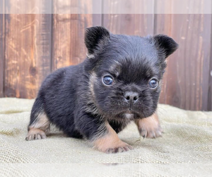 French Bulldog Puppy for Sale in AURORA, Colorado USA