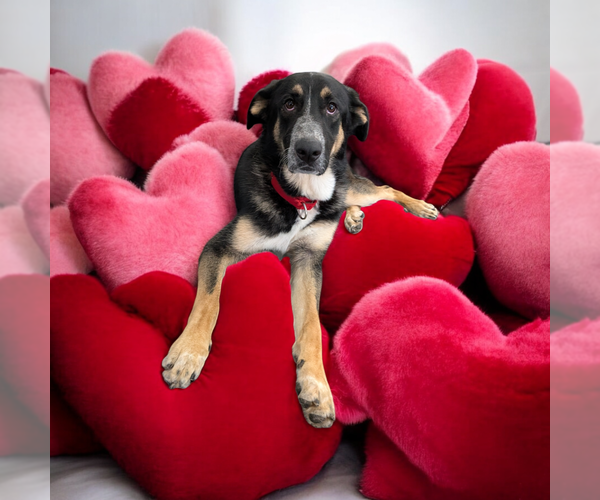 Medium Photo #9 Mutt Puppy For Sale in Vail, AZ, USA