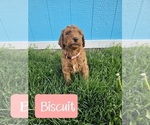 Small Photo #2 Goldendoodle Puppy For Sale in CANYON, TX, USA