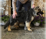 Small #1 German Shepherd Dog