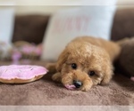 Small Photo #8 Cavapoo Puppy For Sale in CENTER, TX, USA
