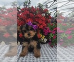 Small #3 Yorkshire Terrier