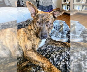 Mountain Cur-Unknown Mix Dogs for adoption in Rockaway, NJ, USA