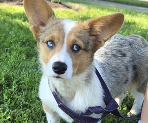 Pembroke Welsh Corgi Puppy for sale in MILTON, WI, USA