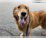 Small #2 Golden Retriever