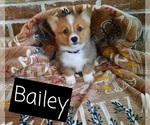 Small Photo #2 Pembroke Welsh Corgi Puppy For Sale in LEBANON, MO, USA