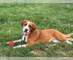Small #4 Mutt