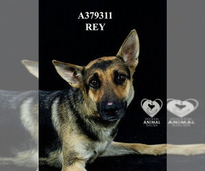 German Shepherd Dog Dogs for adoption in Stockton, CA, USA