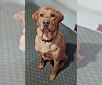 Small #21 Labrador Retriever