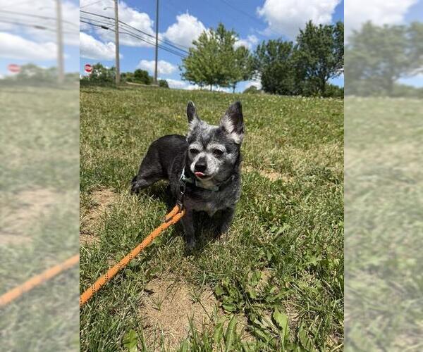 Medium Photo #1 Chihuahua Puppy For Sale in Center Township, PA, USA