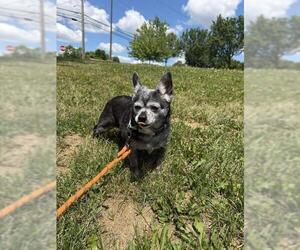 Chihuahua Dogs for adoption in Center Township, PA, USA
